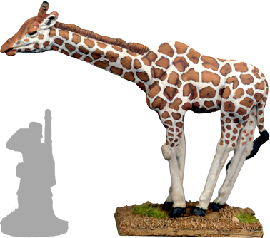 GPR036 - Giraffe 1